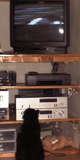 Lucien the cat forever on the prowl. Lucien chasing wildlife on TV - 1 Lucien the cat forever on the prowl. Lucien chasing wildlife on TV - 1