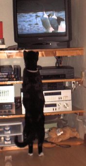 Lucien the cat forever on the prowl. Lucien chasing wildlife on TV - 2 Lucien the cat forever on the prowl. Lucien chasing wildlife on TV - 2